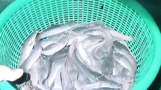 Catfish Sorting Process at Night 2