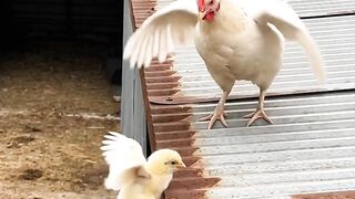The Chick Was Falling… Then the Kitten Did Something Incredible!