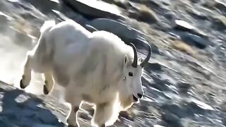 Watch this intense, raw wildlife moment-