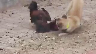WAIT… DID THIS DOG JUST DANCE LIKE A HUMAN?