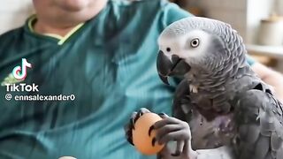 Cleaver Parrot 2