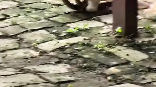 Brave Cat Catches a Snake