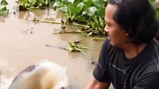 Fishing struggle to catch monster fish that live in the swamp