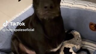 Dog dog 7