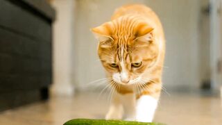 kucing kaget 2