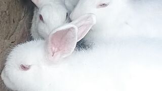 Rabbit 21