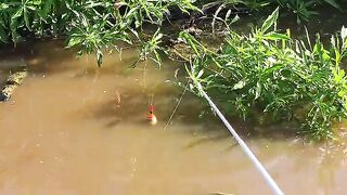 Wild snakehead fish strike
