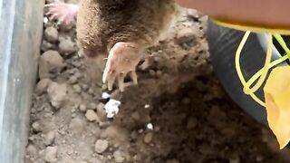 Small Brown Shrew Being Held and Moving on Soil Close Up 4K Vertical