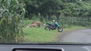Babi ai bisa bawa motor