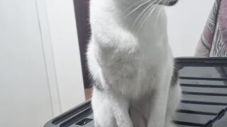Cat Nina