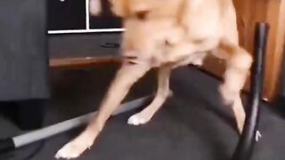 Funny animal🥳