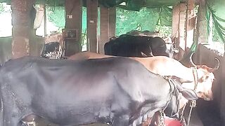 @#/buffalo house 🐄🐄🐄💒