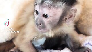 Monkey life 2