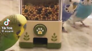 Cute Parrot Playing 3