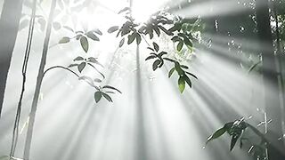 Walking Into a Real-Life Jurassic Jungle (Mystical Mist)