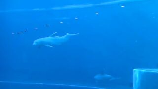 Aquario
