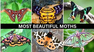 You Won´t Believe These Moths Exist: 2D Comparison Video