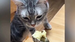 Funny Cats & Dogs