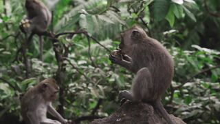 Monkey????