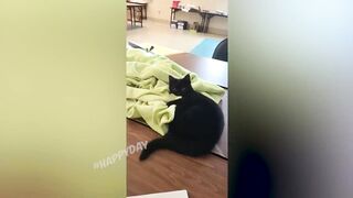 коты