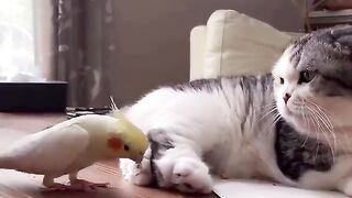 funny video | funny cat and parrot video | subscribe
