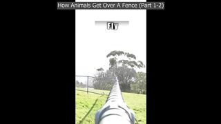 Jiemba Sands: Best Of Funny Videos #2022 (Animals/Fighting/Celebrities/Impersonations + More)