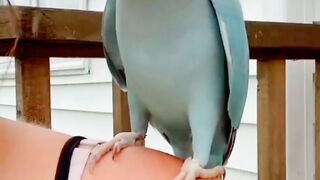 Funny parrot kiss a girl ????