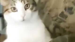 Funny videos from TikTok