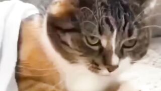 Wednesday Friendly Hand, give the cat a quick pull. HAHAHAHA