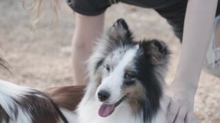Funny dog