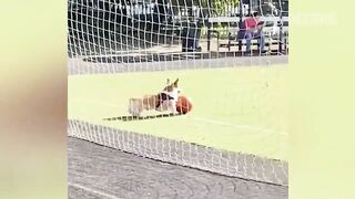 Videos De Risa De Animales - Perros y Gatos Chistosos - Videos De Animales Graciosos