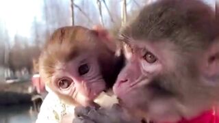Cute Baby Monkey Video
