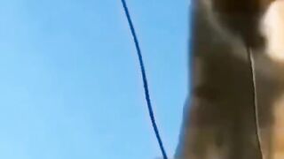 кот