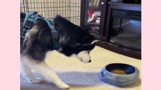 Funniest Animals _ Funny Dog And Cat