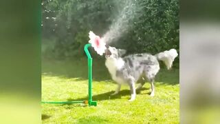 Funny animals cool moments of top tick current and youtube