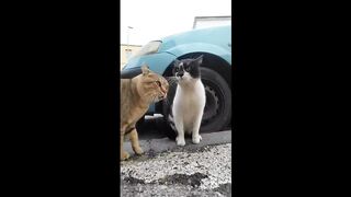 Funny animals cool moments of top tick current and youtube 2023