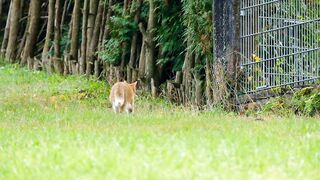 Kitten searching something