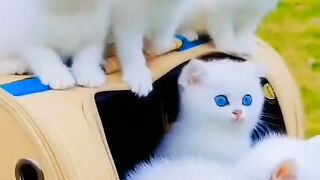Cute animals