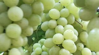 Uvas para exportação