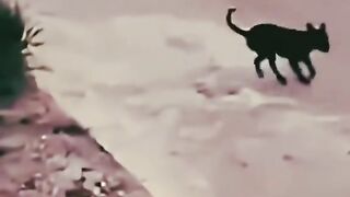 Comédia viral