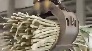 Sugar Production