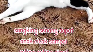 Rolling Around Happy | Cat Got A Lizard