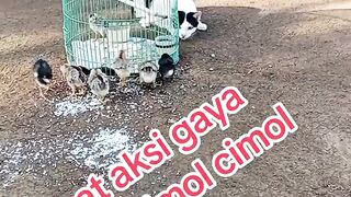 Cat Acting Like A Chicken | Cimol Mode: ON* 😂