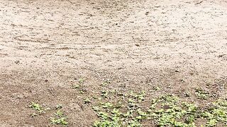 Agricultura sofre | Rio quase seco no RN -  Brasil