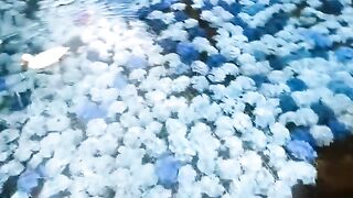 📍 Keindahan Laut Hydrangea Taizhou China