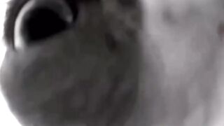 The cat is hungry