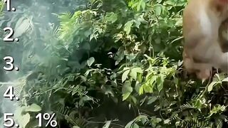 jara jara funny video United States America 36