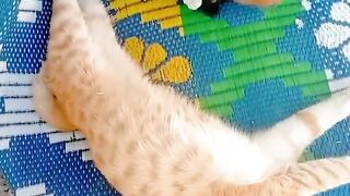 Kitten birthday 🎊🎂