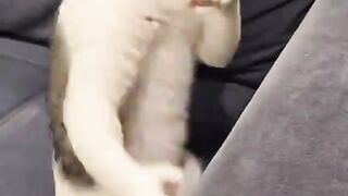 Funny cat 354