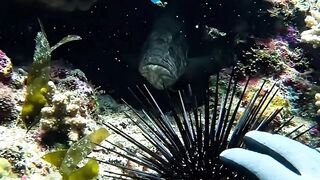 I Wasn't Alone Underwater… This Fish Came Straight Toward Me 👀🌊